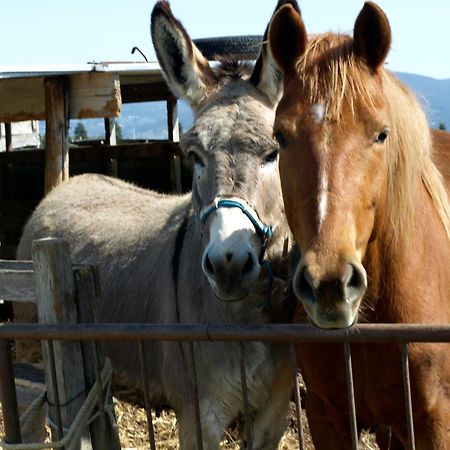 Willa Il Giogo Agriturismo Rosignano Marittimo Zewnętrze zdjęcie