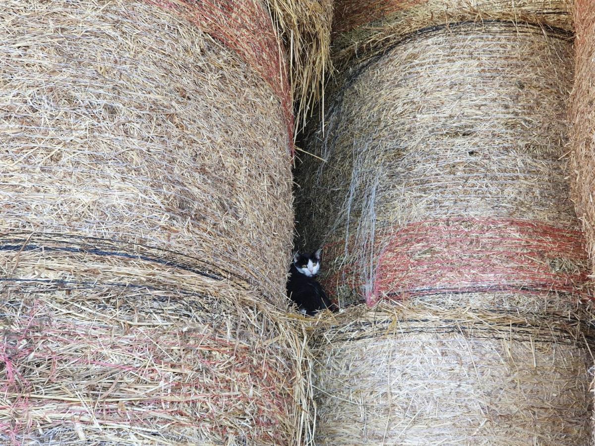Il Giogo Agriturismo Rosignano Marittimo Zewnętrze zdjęcie