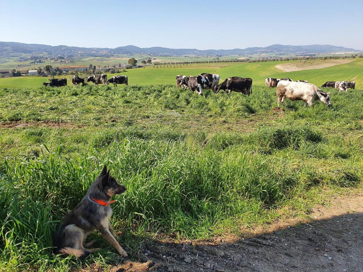 Willa Il Giogo Agriturismo Rosignano Marittimo Zewnętrze zdjęcie