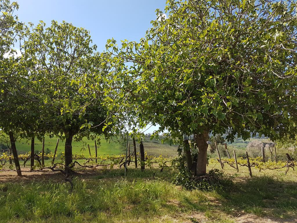 Willa Il Giogo Agriturismo Rosignano Marittimo Zewnętrze zdjęcie